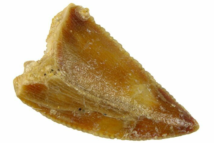 Serrated Raptor Tooth - Real Dinosaur Tooth #300846